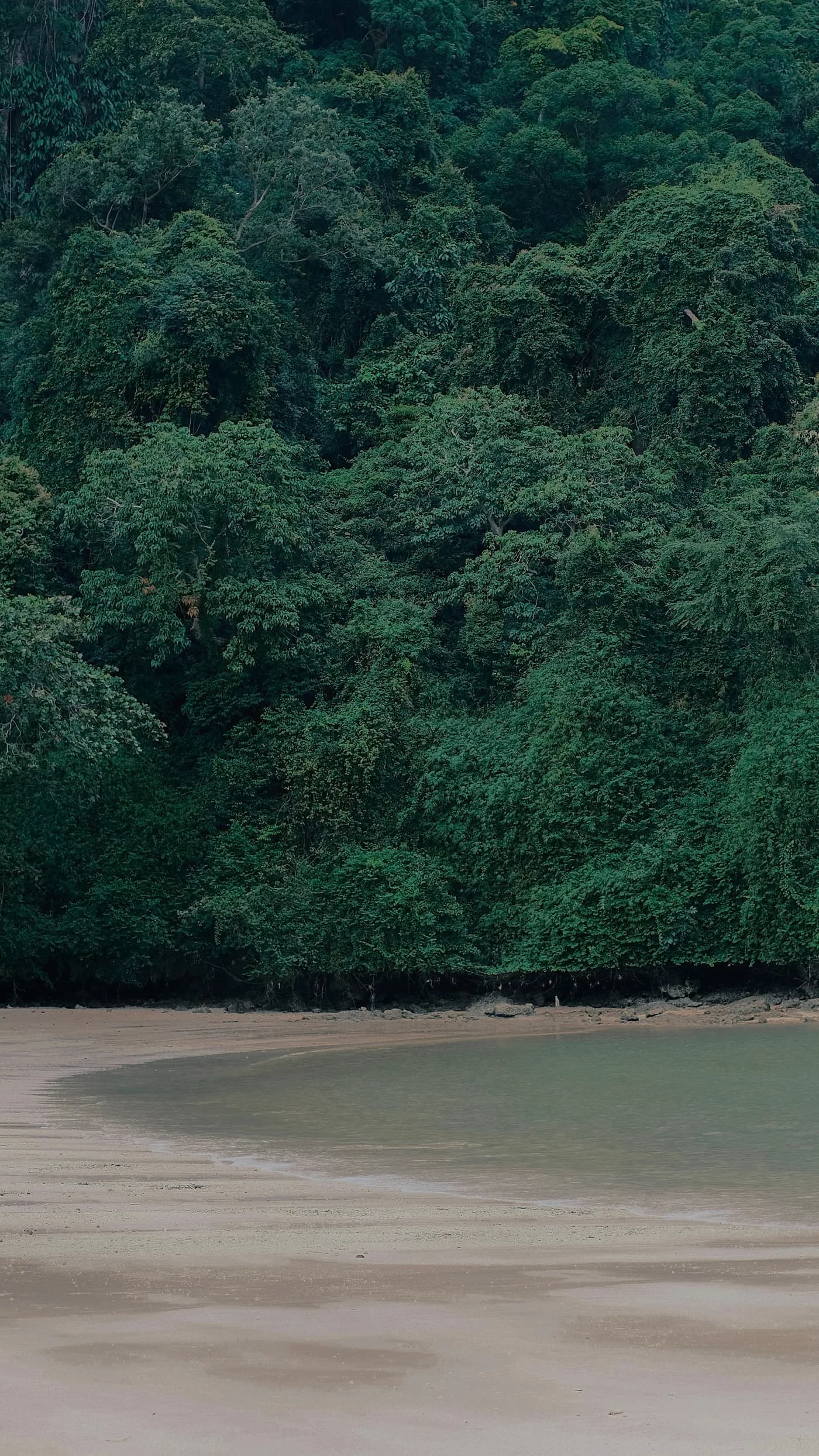 A receding beach tide beneath dense tropical forest